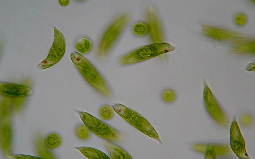 眼虫明场,dic观察._哔哩哔哩_bilibili