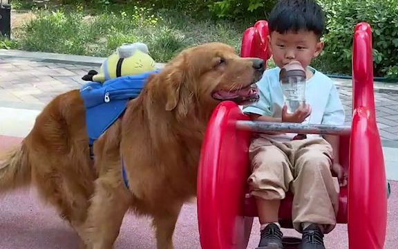 [图]【职业宠物】主人在家忙，狗狗竟然用这种方式照顾小孩，画面太温馨太可爱了