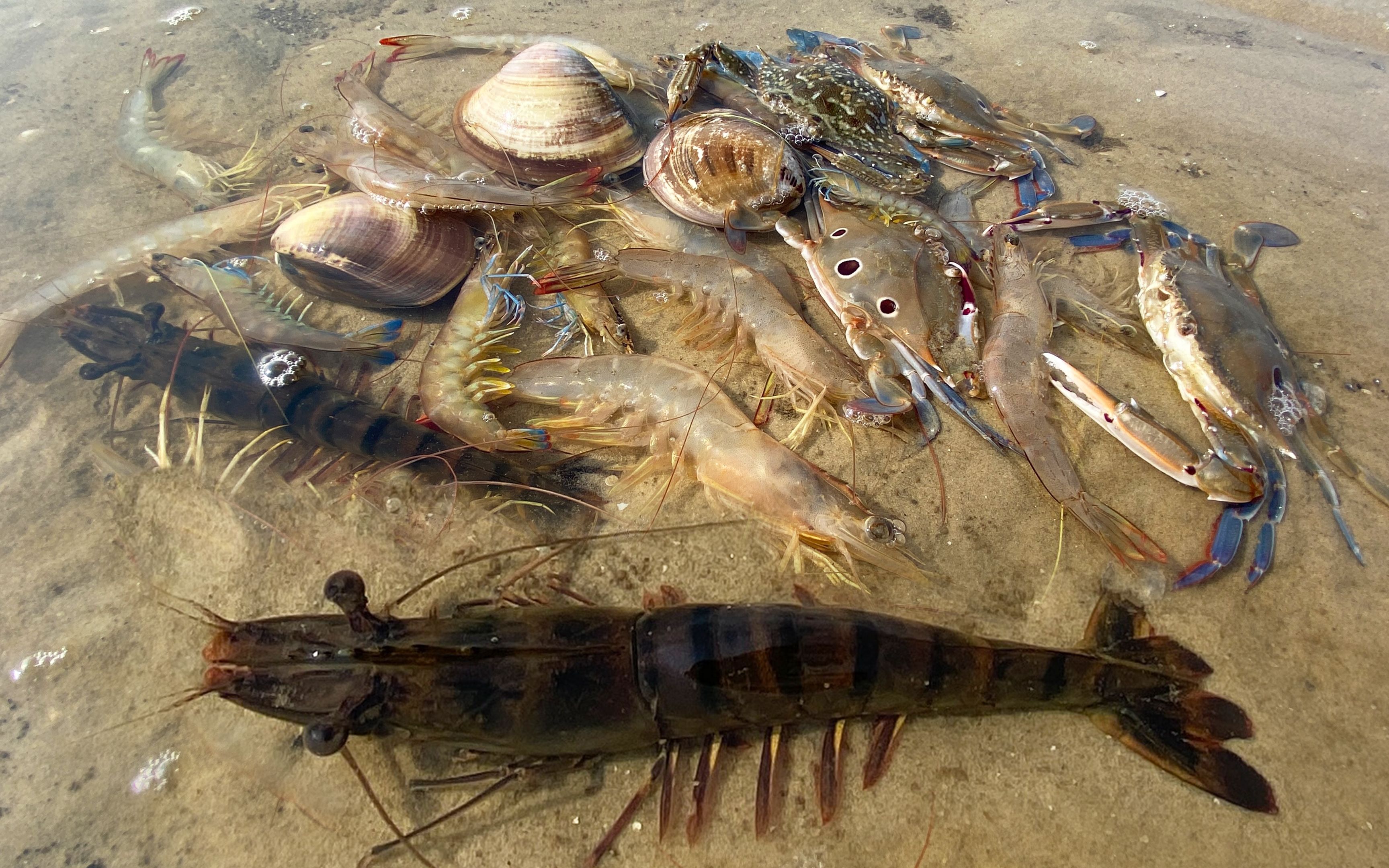 退潮后,水坑里搁浅一群斑节虾,像虾塘养一样捞得太过瘾了_哔哩哔哩_bi