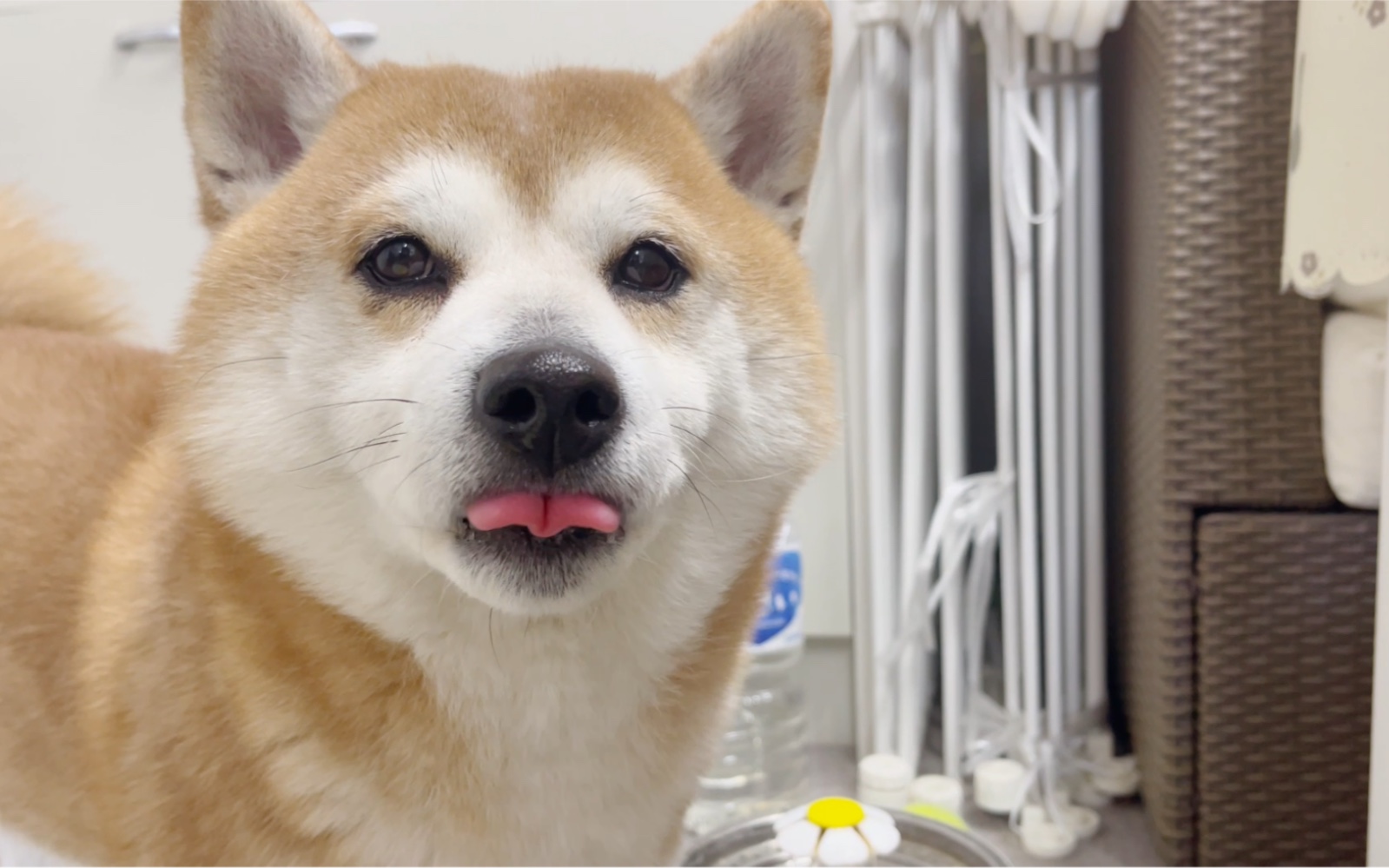 等待吃饭的超大狗头【柴犬虾饺】