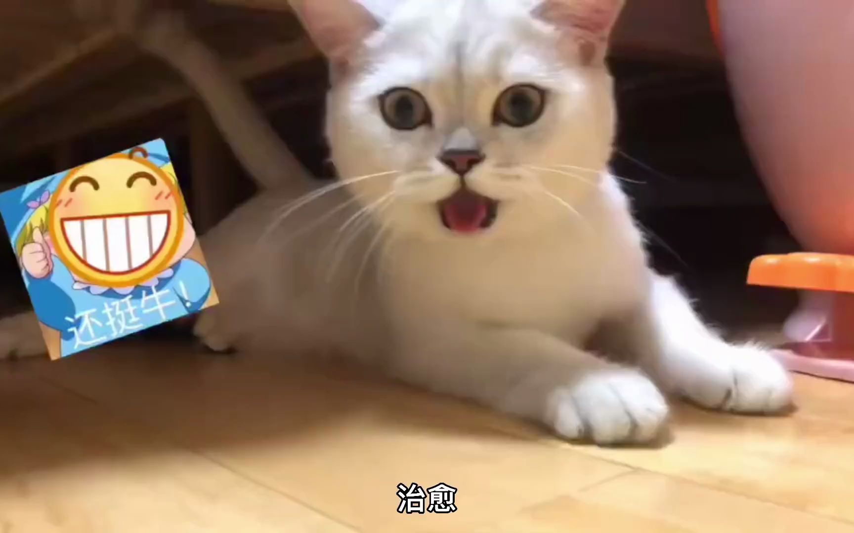 养猫的体验就是,猫好可爱,猫好烦人,猫好治愈,猫好可恨 猫咪的迷惑行为哔哩哔哩bilibili