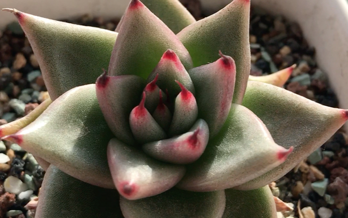 多肉植物 黑檀汁 东云系品种 在阳光充足的条件下 叶缘为黑色 叶片有