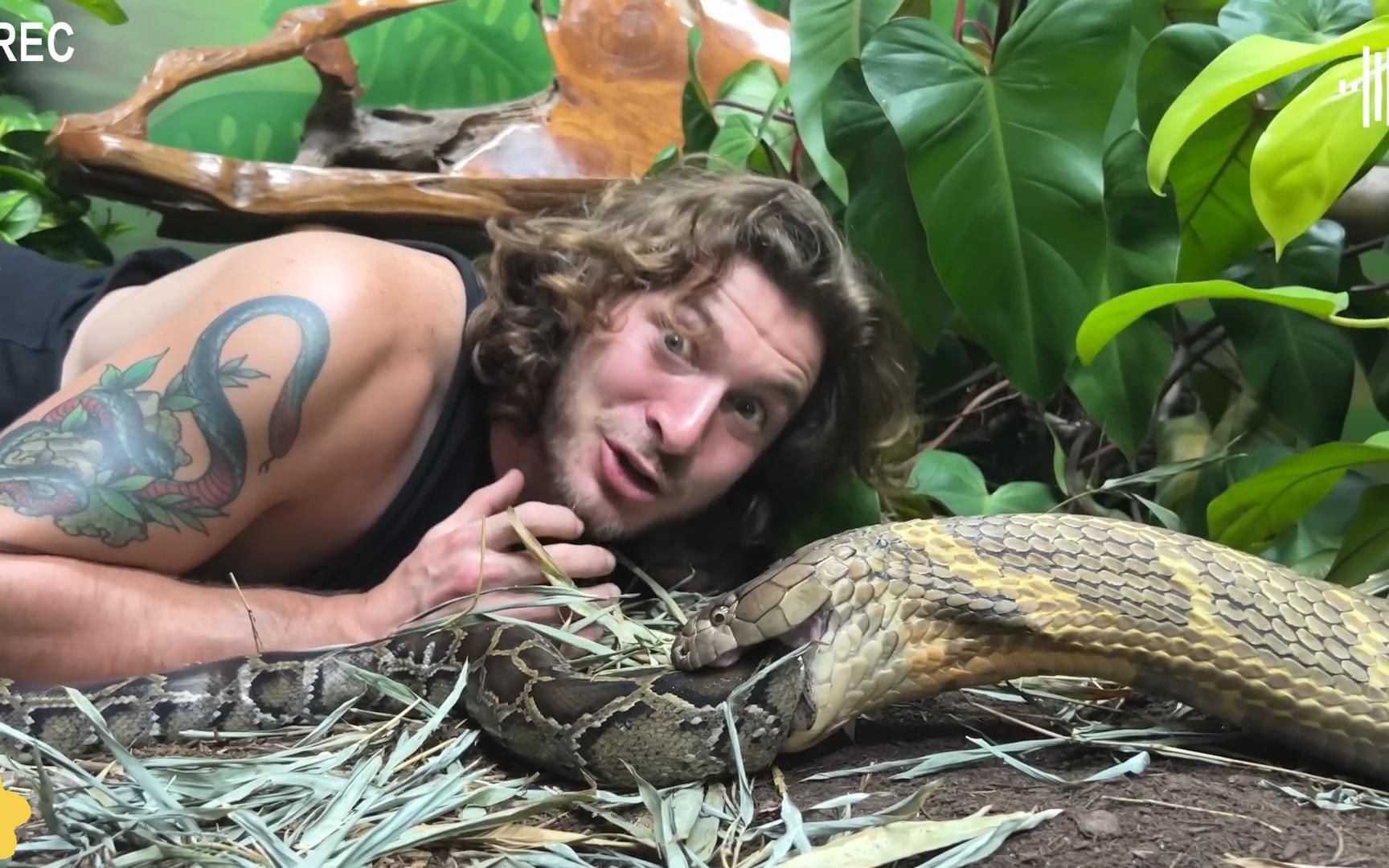 眼镜王蛇吃蟒蛇,还真是大肠包小肠,高清实拍全过程