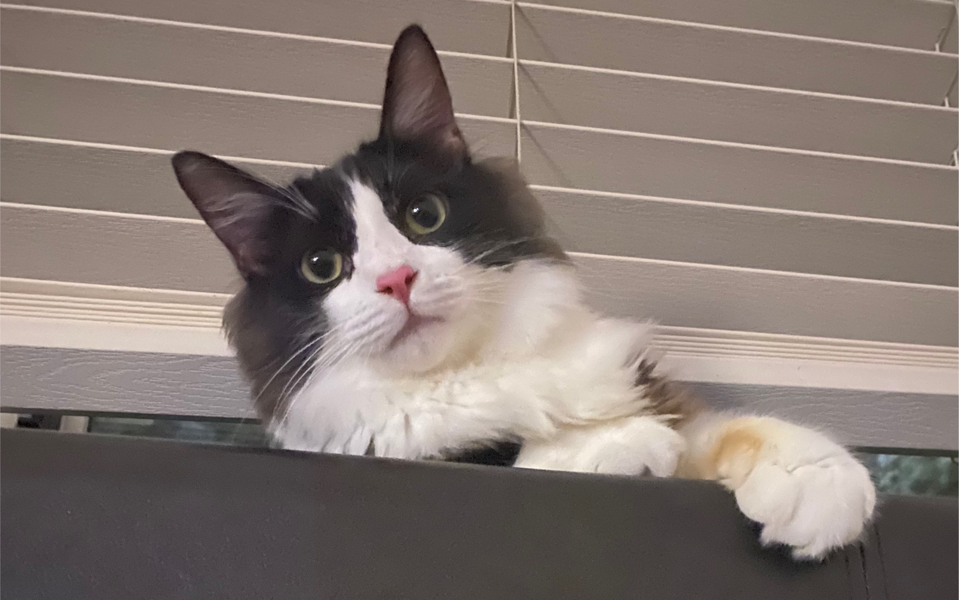 奶牛猫的日常2 午后玩耍时间