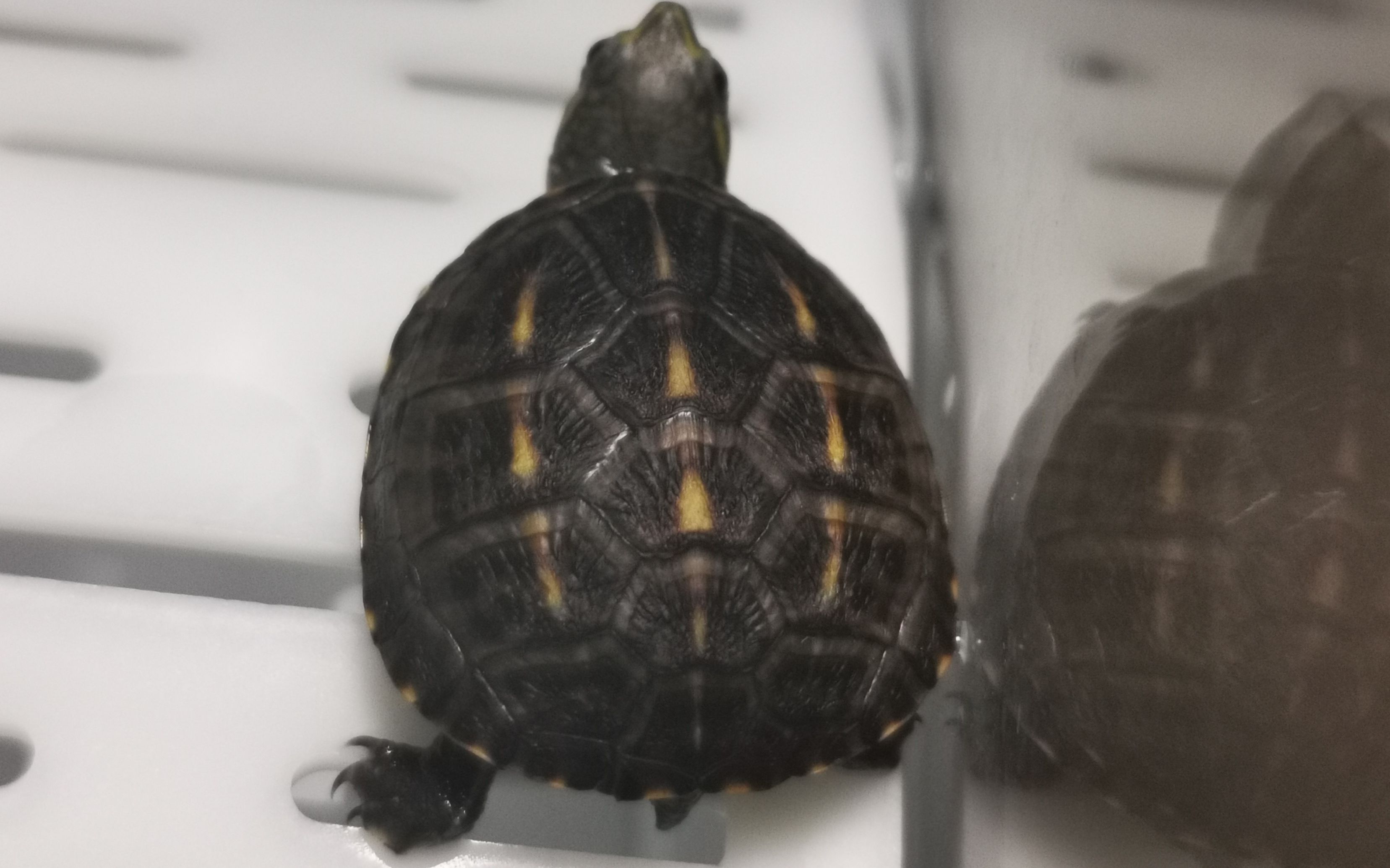 【果核泥龟成长系列】我自由啦!_哔哩哔哩_bilibili