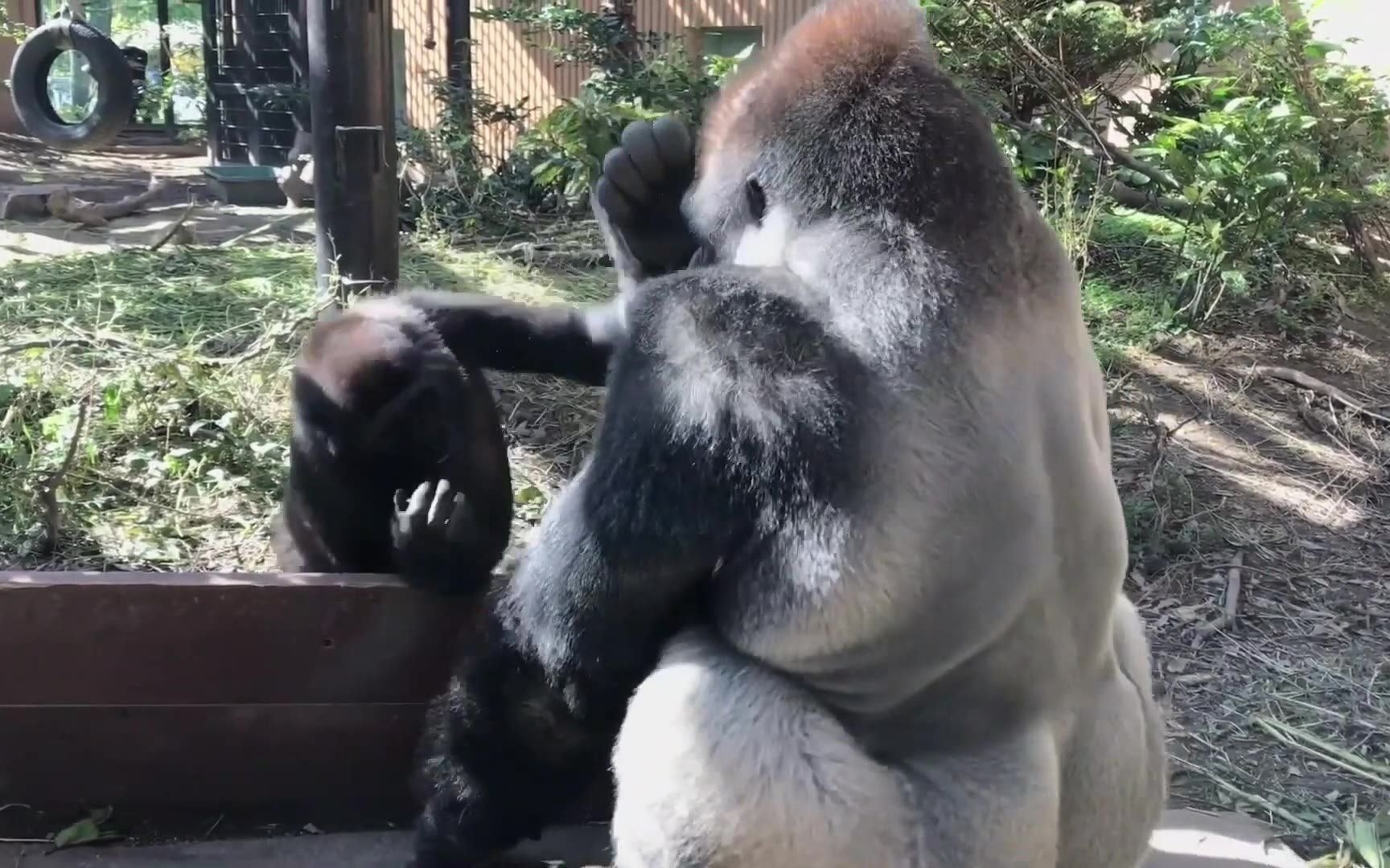 吃饱喝足斗爸爸,小猩猩的闲暇生活