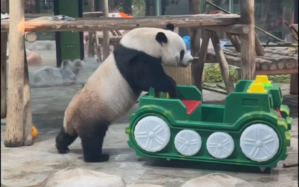 大熊猫灵岩 #灵岩推车 @栾川竹海野生动物园