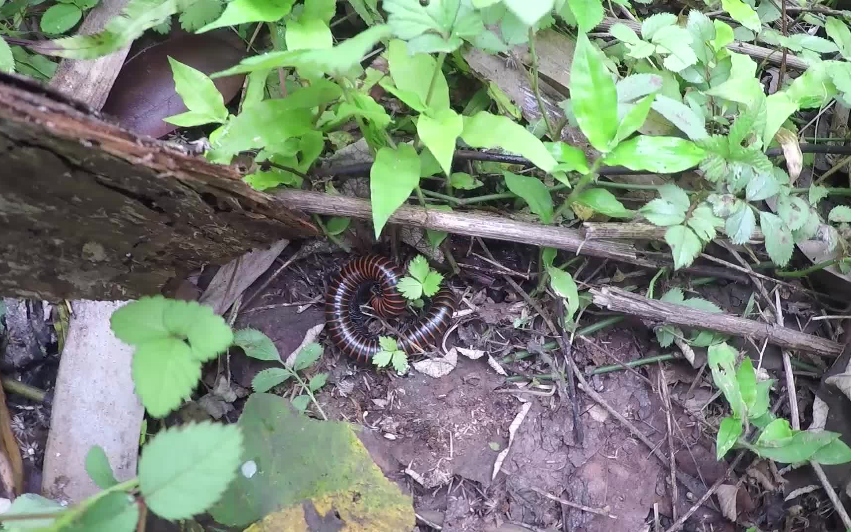 摘香椿时候看到这种虫子.另:悄悄的告诉你香椿吃多了放屁会很香.