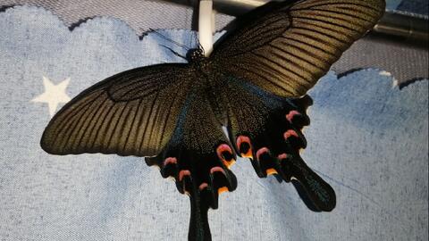 蝴蝶 碧凤蝶羽化过程十倍速 哔哩哔哩 つロ干杯 Bilibili