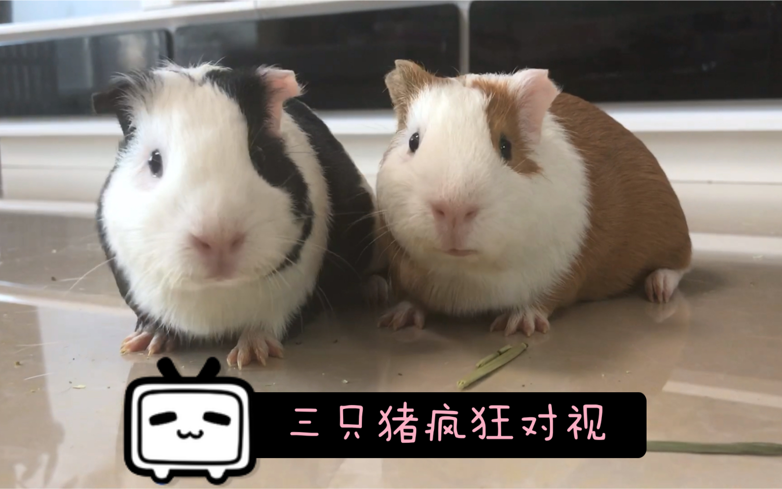 无情碎草机吃播 魔性三瓣嘴吃草原声