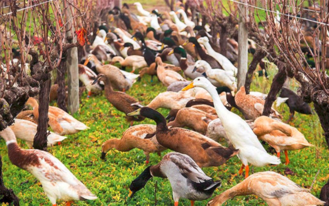 上千亿只蝗虫快速逼近中国,3万只鸭子奔赴战场,蝗虫:这下凉了