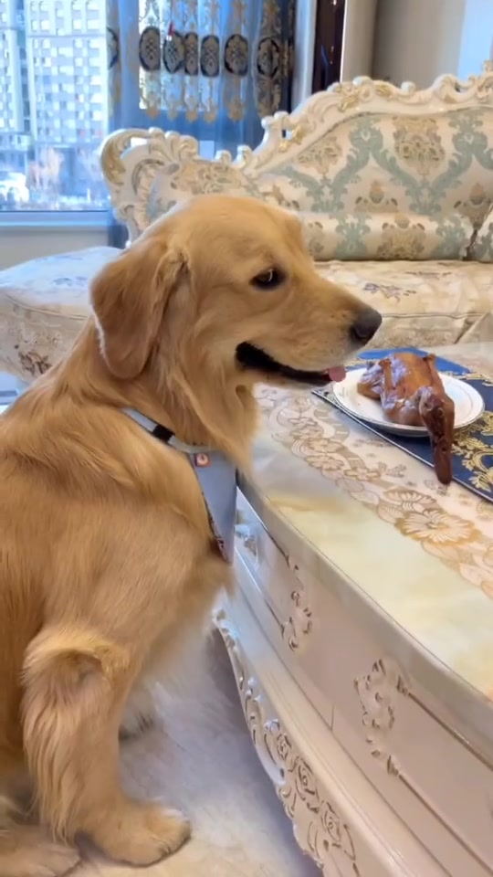 搞笑吃烤鸭98 蛋黄 打劫爱心来喽7815