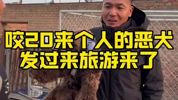 【潘宏爱玩狗补档】纯玩来了-潘宏教训狗-潘宏教训狗-哔哩哔哩视频