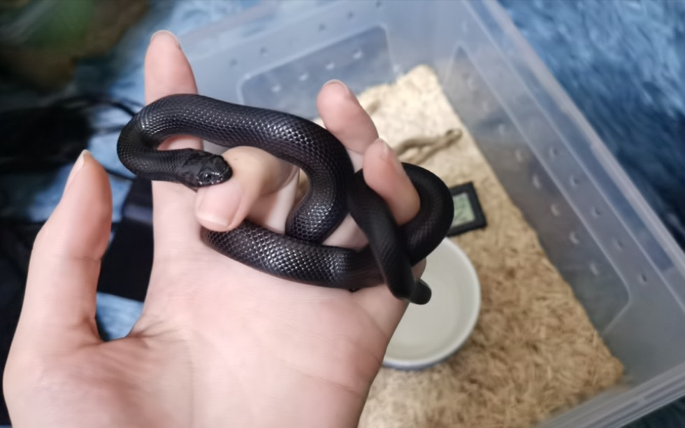 黑王蛇日常被黑王咬