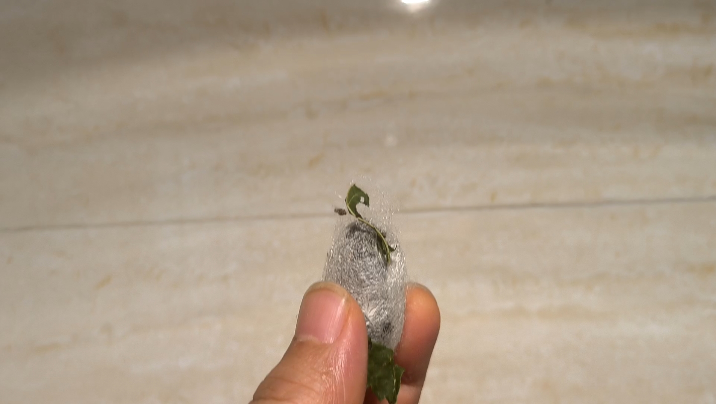 蚕死在蚕茧里面是什么原因?谢谢解答一下