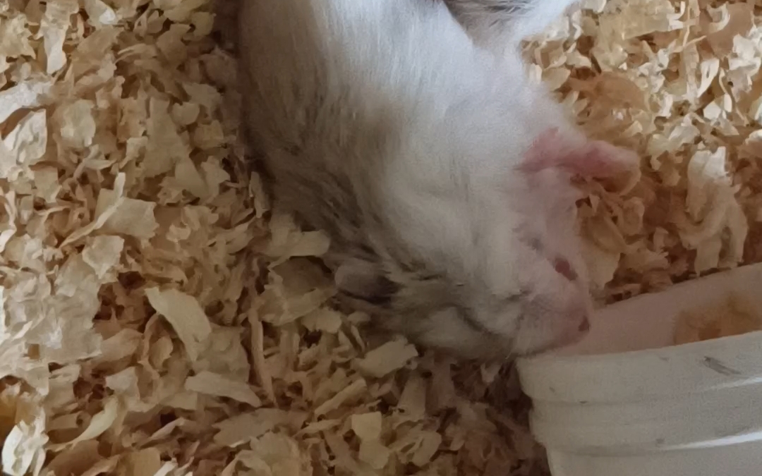 这两只仓鼠宝宝睡得看真香啊