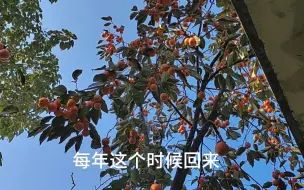 Download Video: 来看看院子姐这棵柿子树结了多少果子吧，想吃的朋友举手！