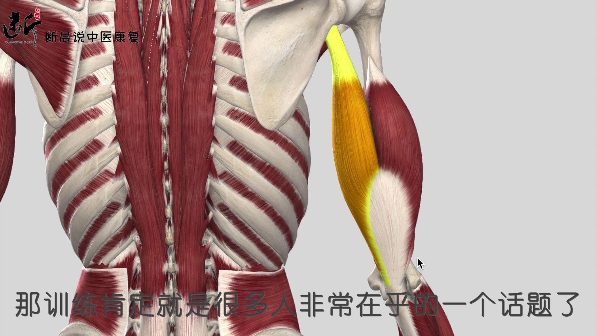 【每日一肌】肱三头肌——肱二头肌的“死对头”,“手臂痛、拜拜肉”的元凶!哔哩哔哩bilibili