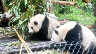 下载视频: 7.13早上7:45雨中寻找小果果的花叶姐弟…可爱的姐弟加餐愉快…