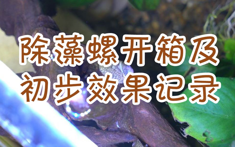 【黑金刚螺】【鲍鱼螺】【开箱】以及效果哔哩哔哩bilibili