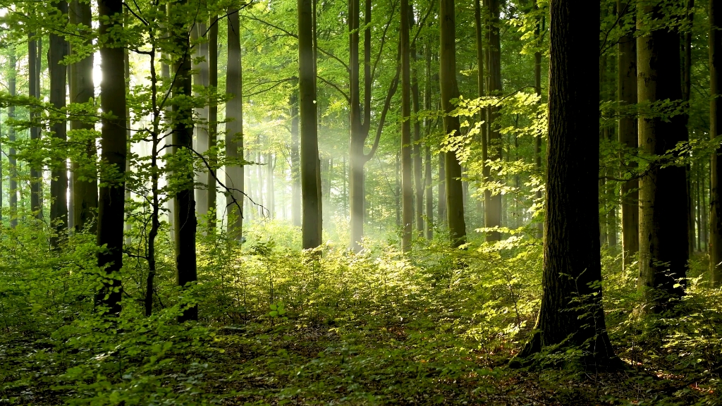 森之音～清晨鳥鳴聲流水聲滿滿正能量~大自然音律 - forest sound