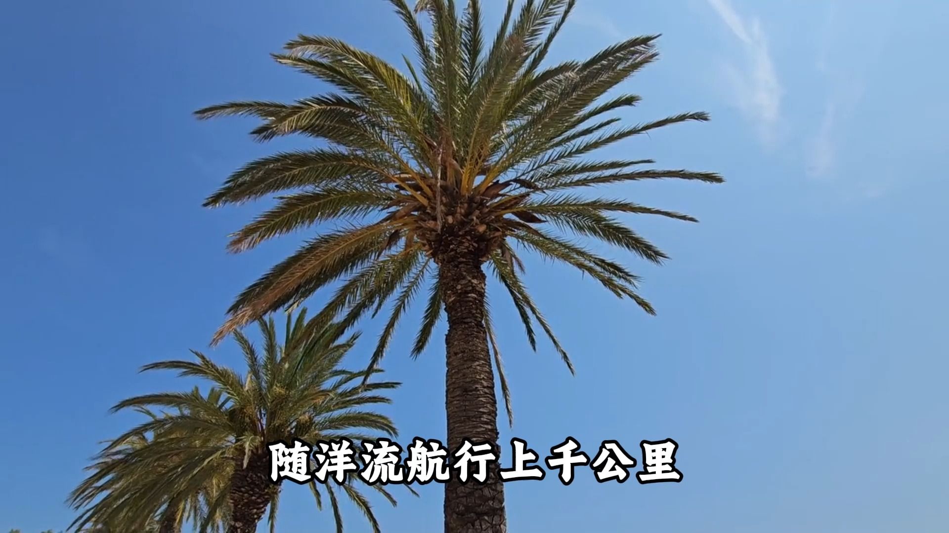 椰子居然是“海上漂流瓶”！靠硬壳空腔跨洋传宗接代