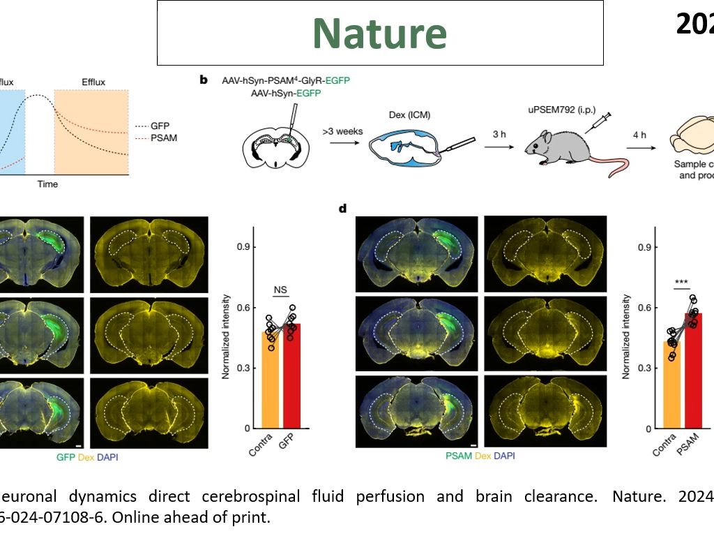 Nature—脑代谢废物清除研究重磅:神经活动驱动CSF灌注和脑代谢废物的清除哔哩哔哩bilibili