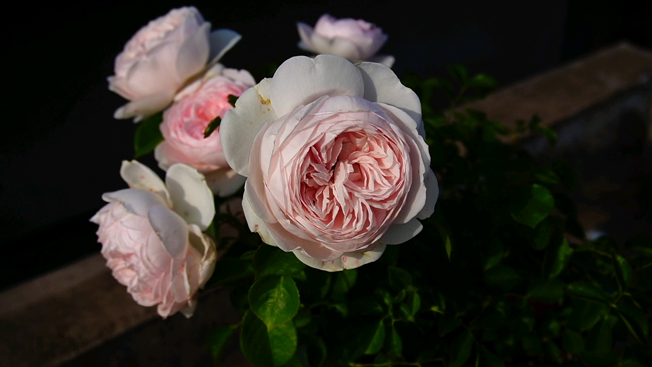 克里斯蒂娜公爵夫人(尘世天使)月季