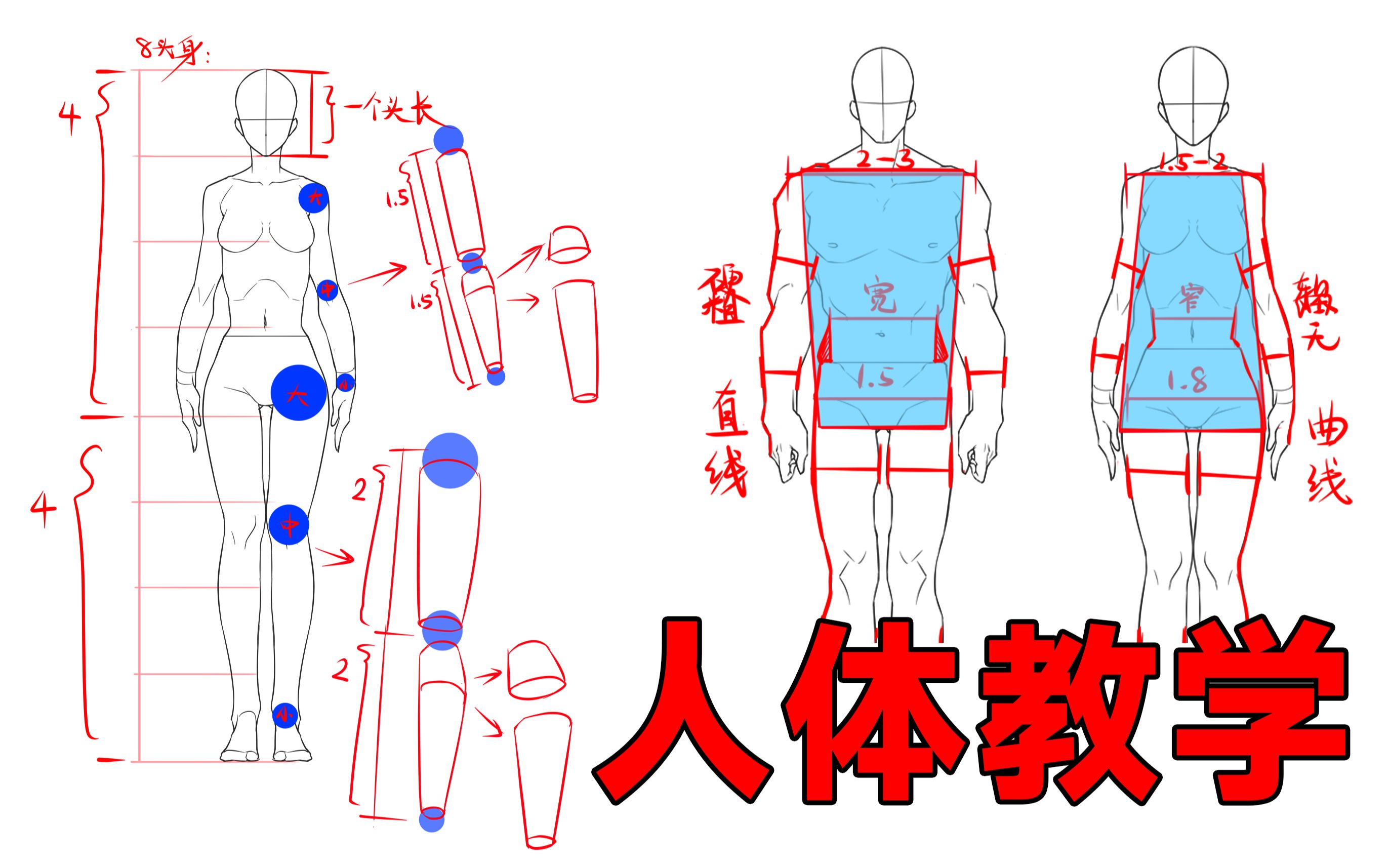 【人体教学】男女人体还区分不了?1分钟教你超详细的人体结构!哔哩哔哩bilibili