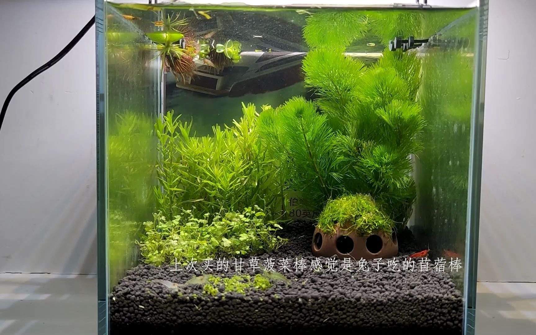 鱼缸day21桌面三无缸天胡荽溶叶