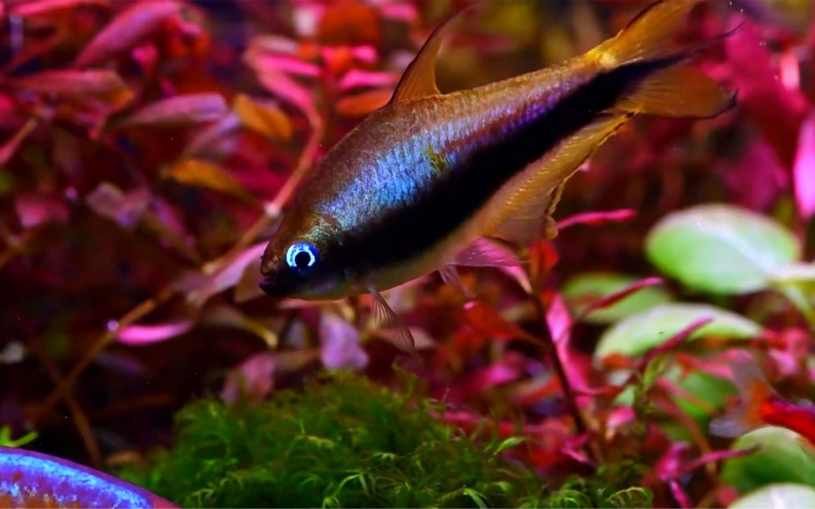 草缸中各种好看小鱼的唯美瞬间