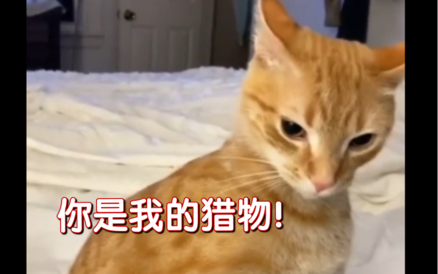 你是我的猎物!哔哩哔哩bilibili