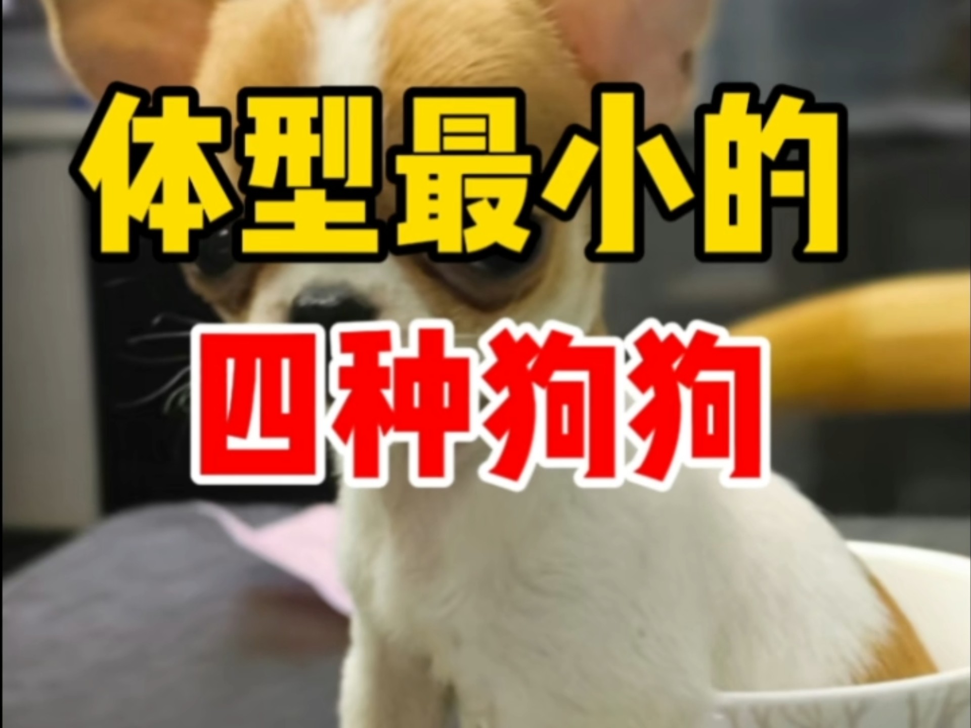 体型最小的四种狗狗