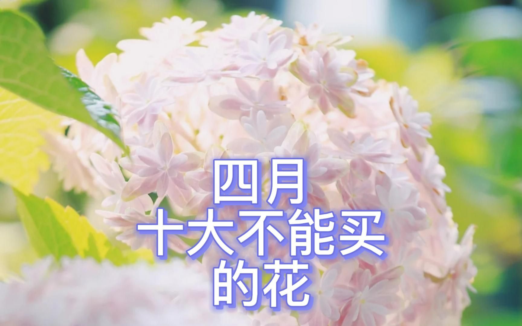 四月十大不能再买的花!!哔哩哔哩bilibili