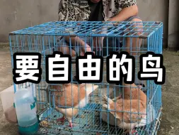 Tải video: 【王子羊玫瑰】我的最新作品，快来一睹为快！