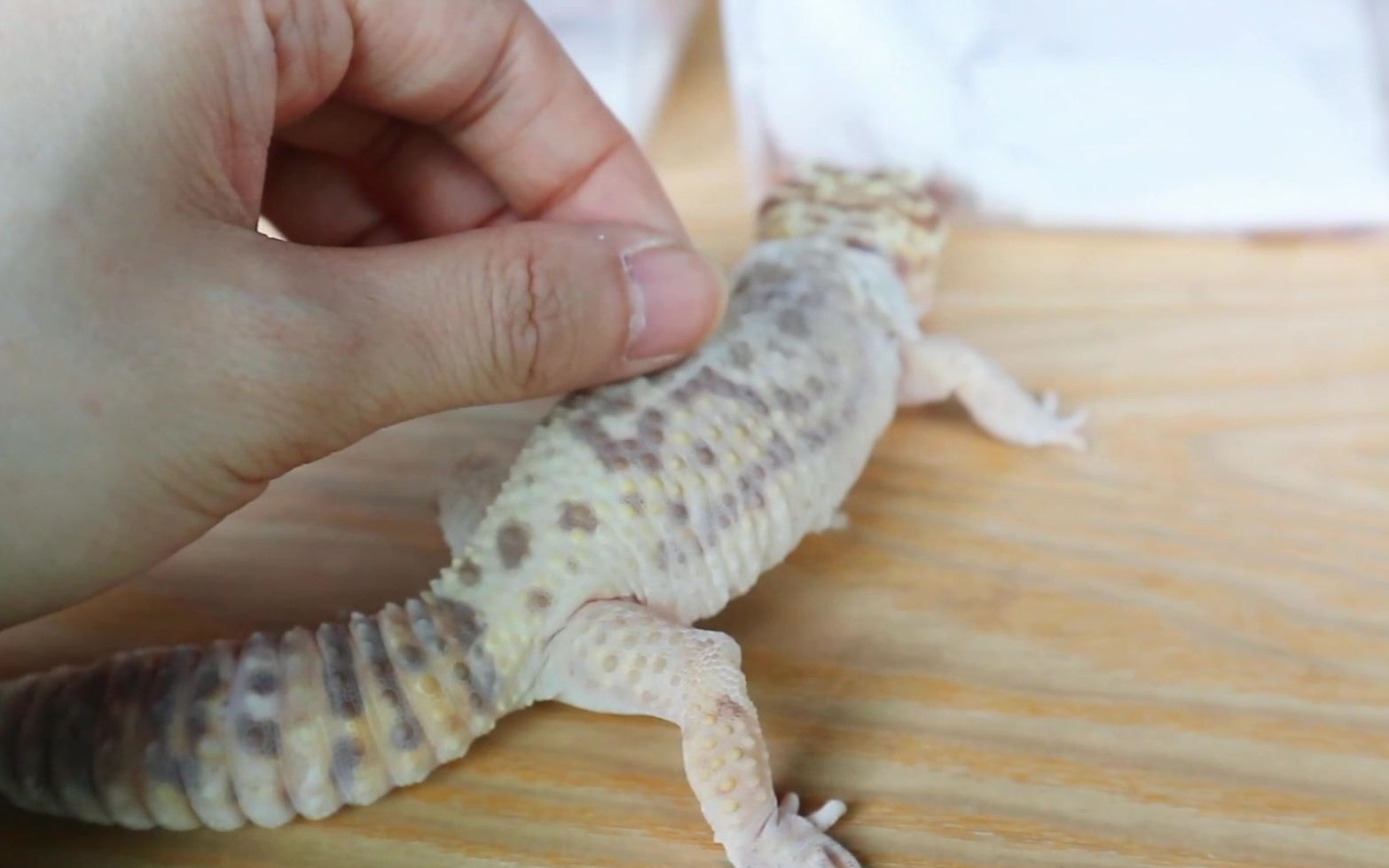 豹纹守宫蜕皮日常,又到了帮它蜕衣服的时刻