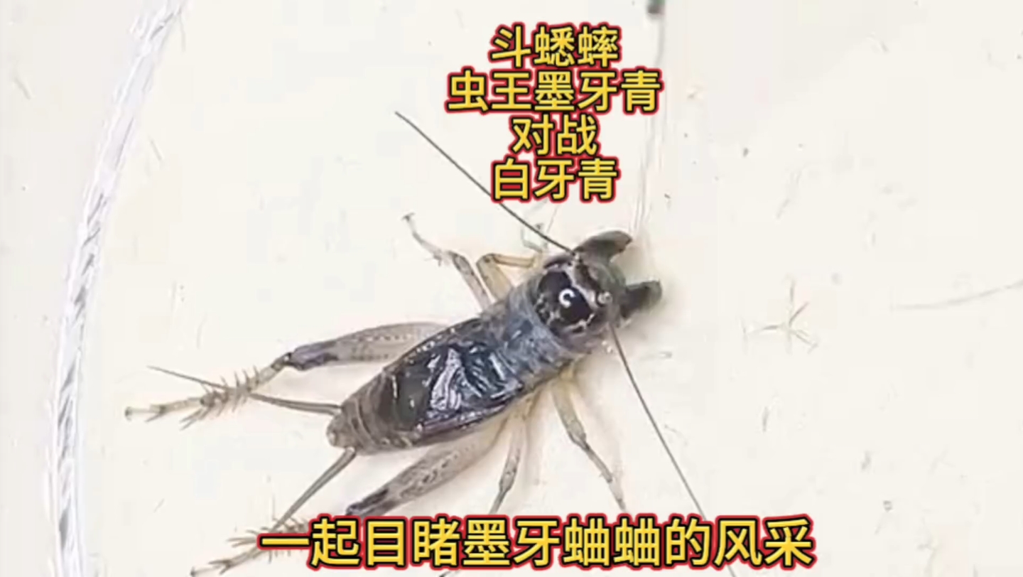 斗蟋蟀,虫王墨牙青大战白牙青,让我们一起目睹墨牙蛐蛐的风采