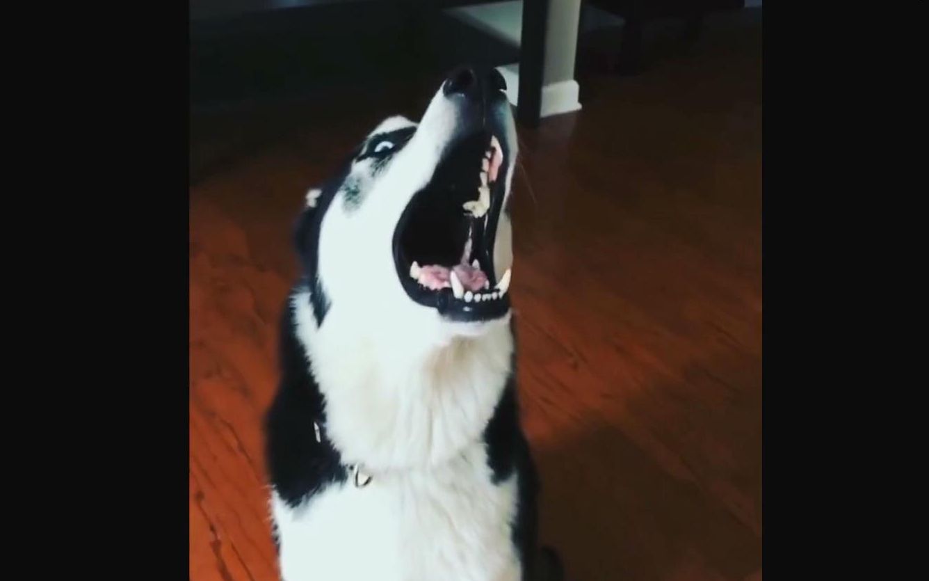 活动作品王大娘翻唱隔壁泰山嗷oh哦嗷