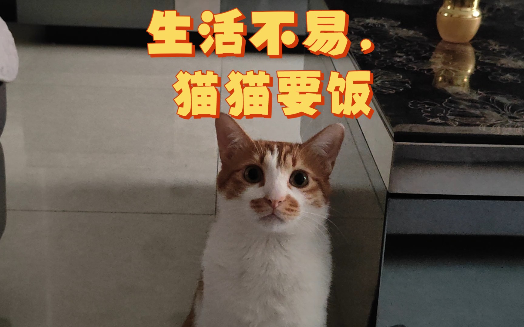 生活不易,猫猫要饭