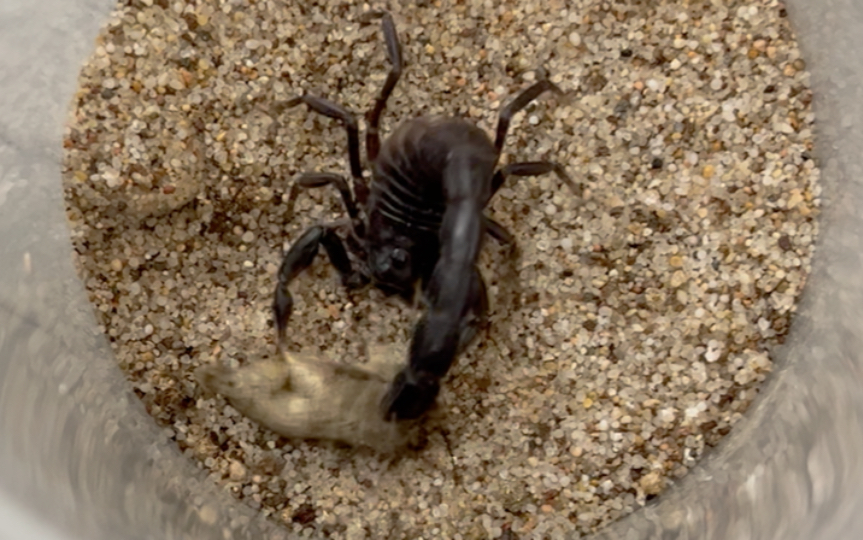 4龄黑肥尾蝎 捕食 肥美蛾子