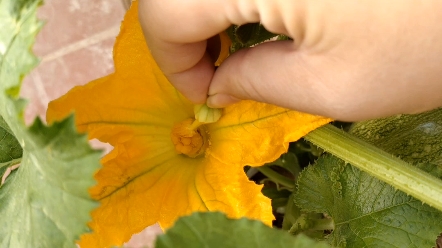 西葫芦种植授粉过程