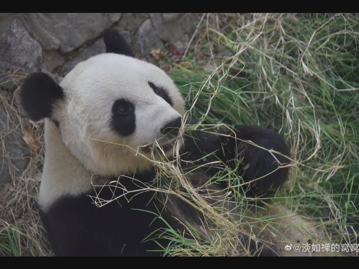 【大熊猫格格】看格格吃草吃半天