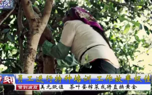 Download Video: 用湾湾报道涪陵榨菜的方式打开小罐茶