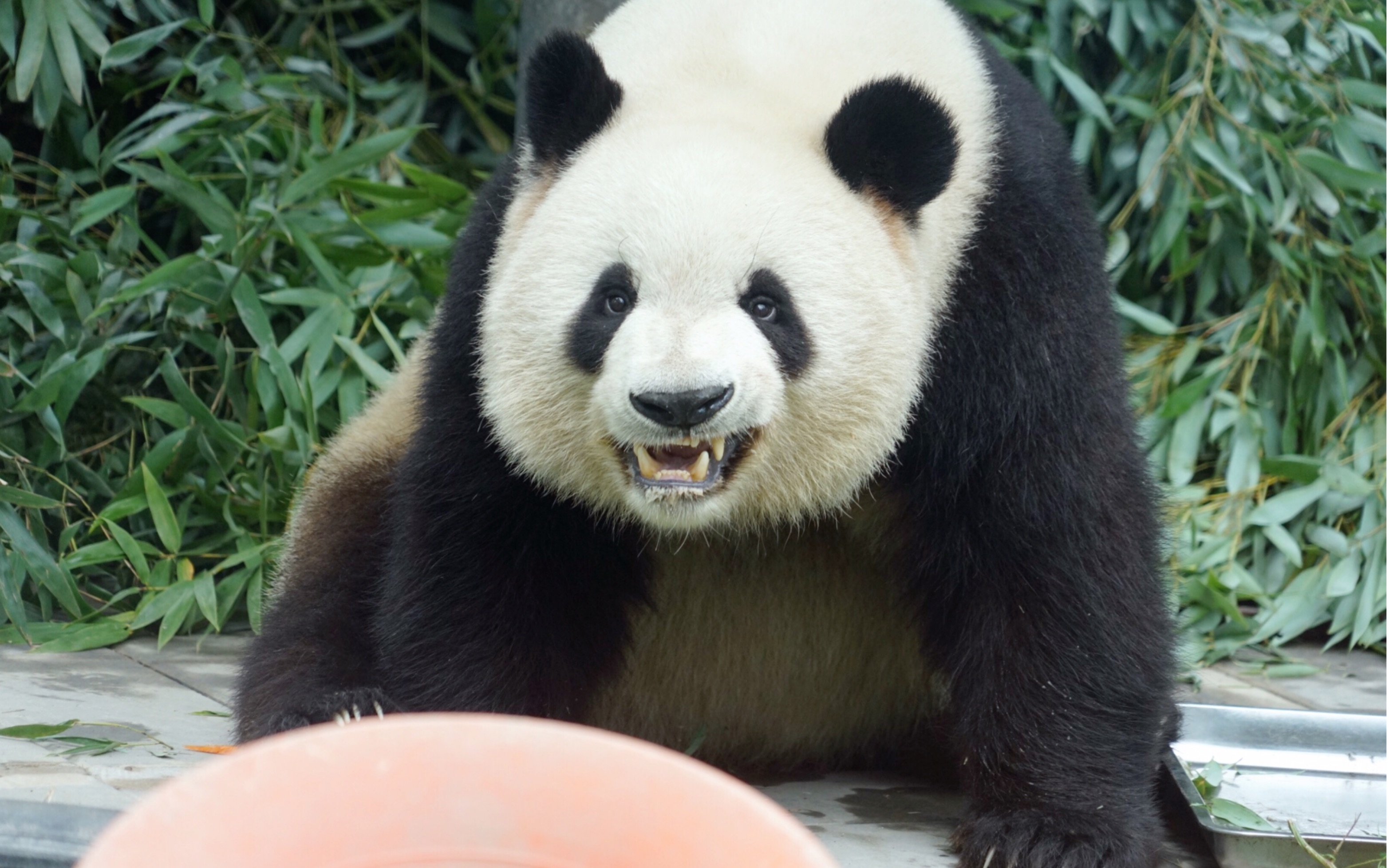 大熊猫萌兰 20190423 么哥搓盆叫门