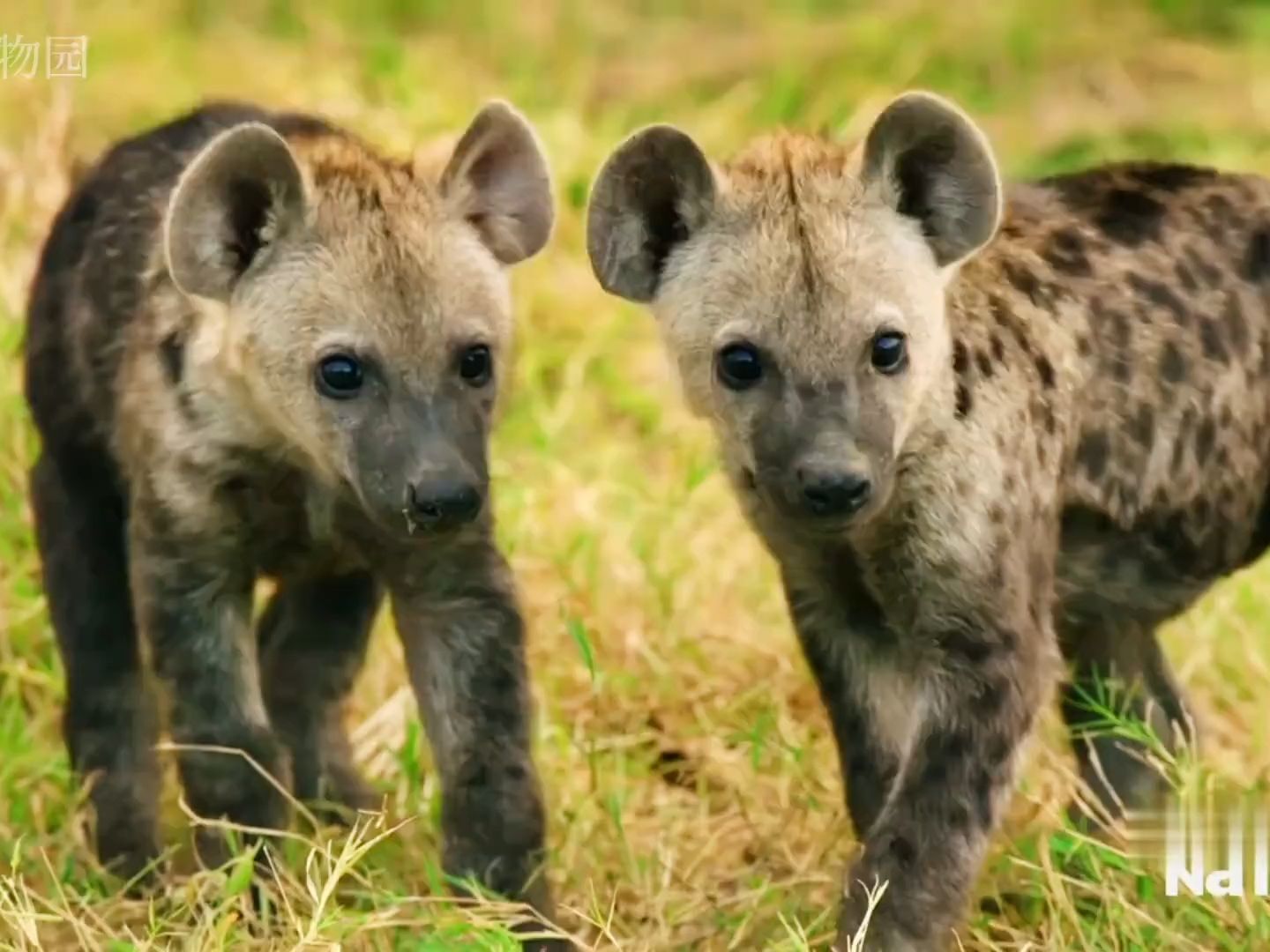 鬣狗幼崽温情一面