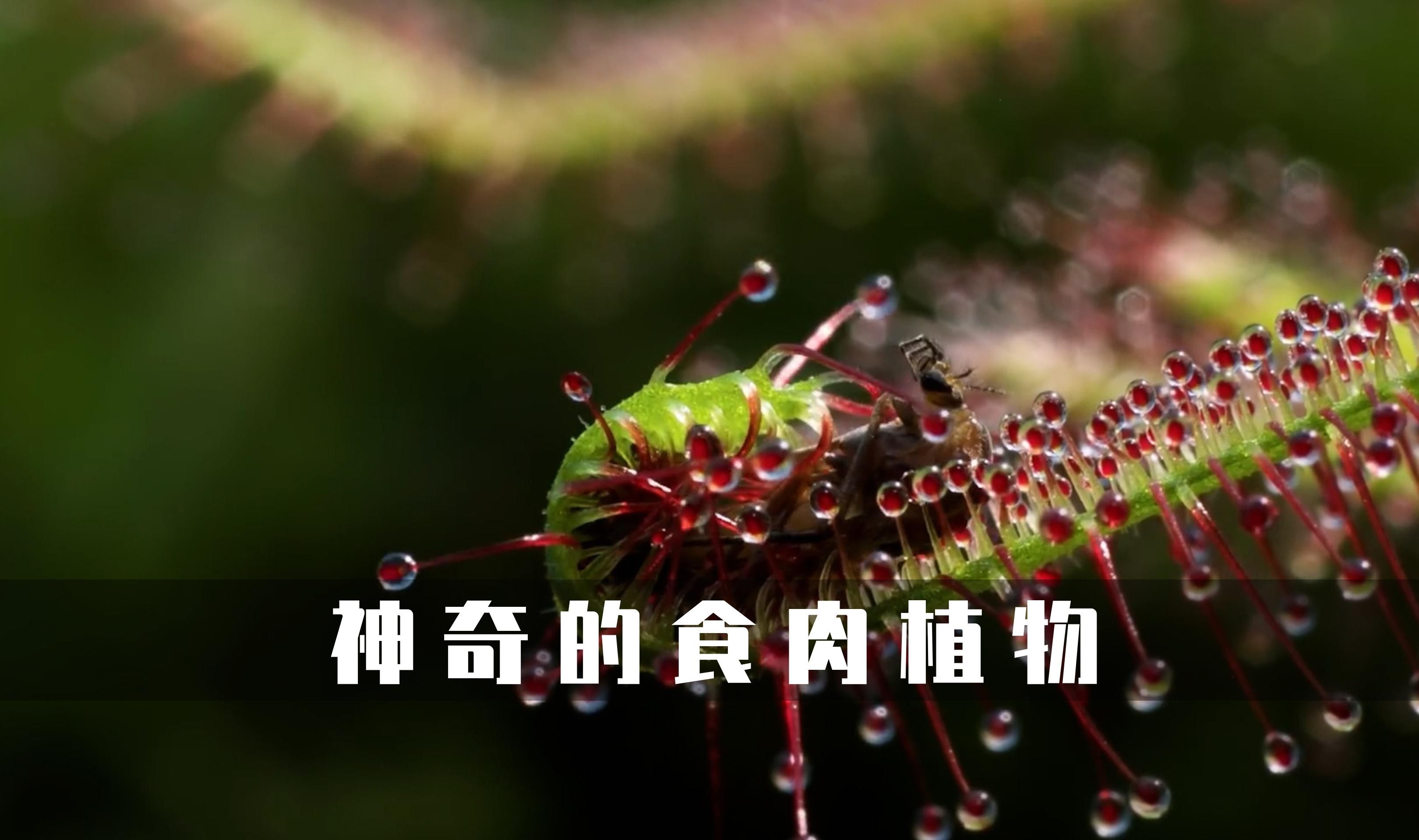 神奇的食肉植物,捕蠅草竟然還有觸發機制