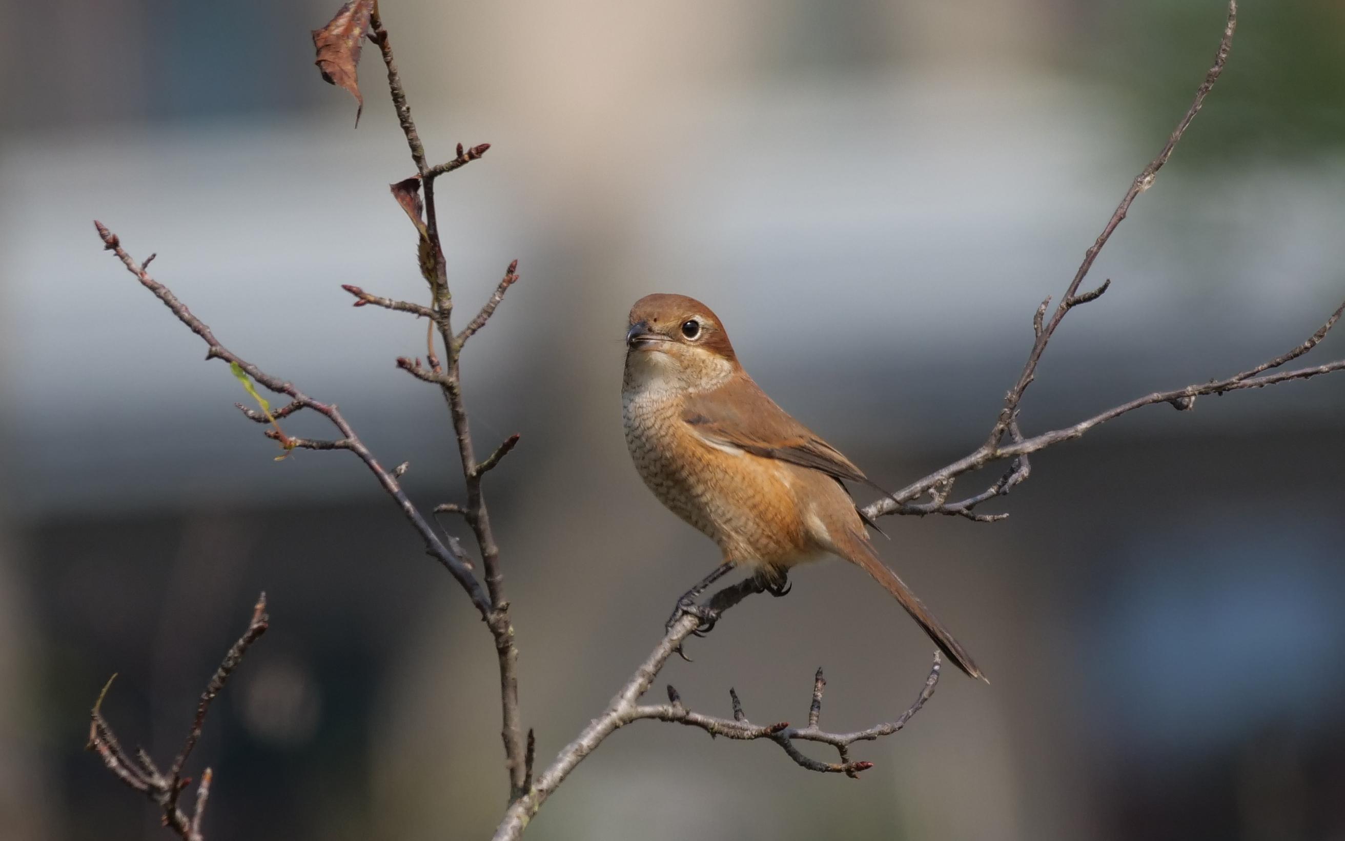 迁徙季的小鸟们(普通朱雀,牛头伯劳)_哔哩哔哩_bilibili