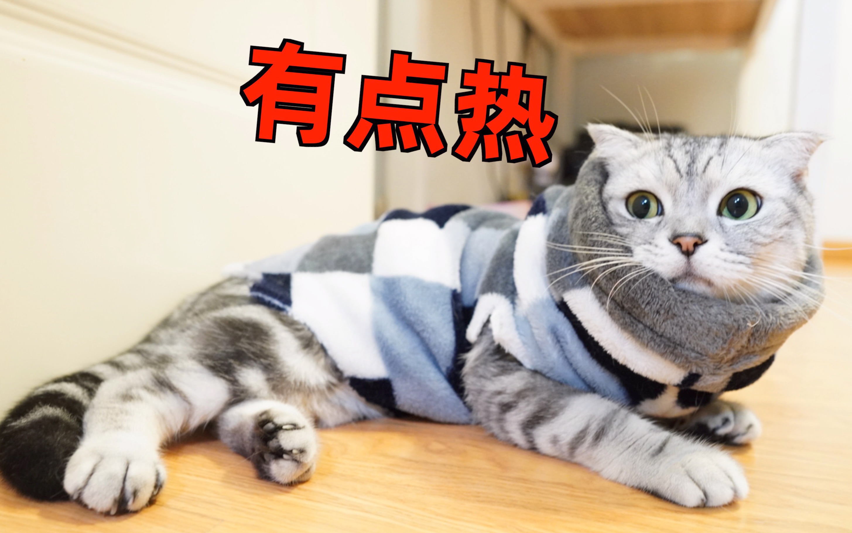 时尚大师教你如何给猫做衣服!猫:太特么合身了哔哩哔哩bilibili