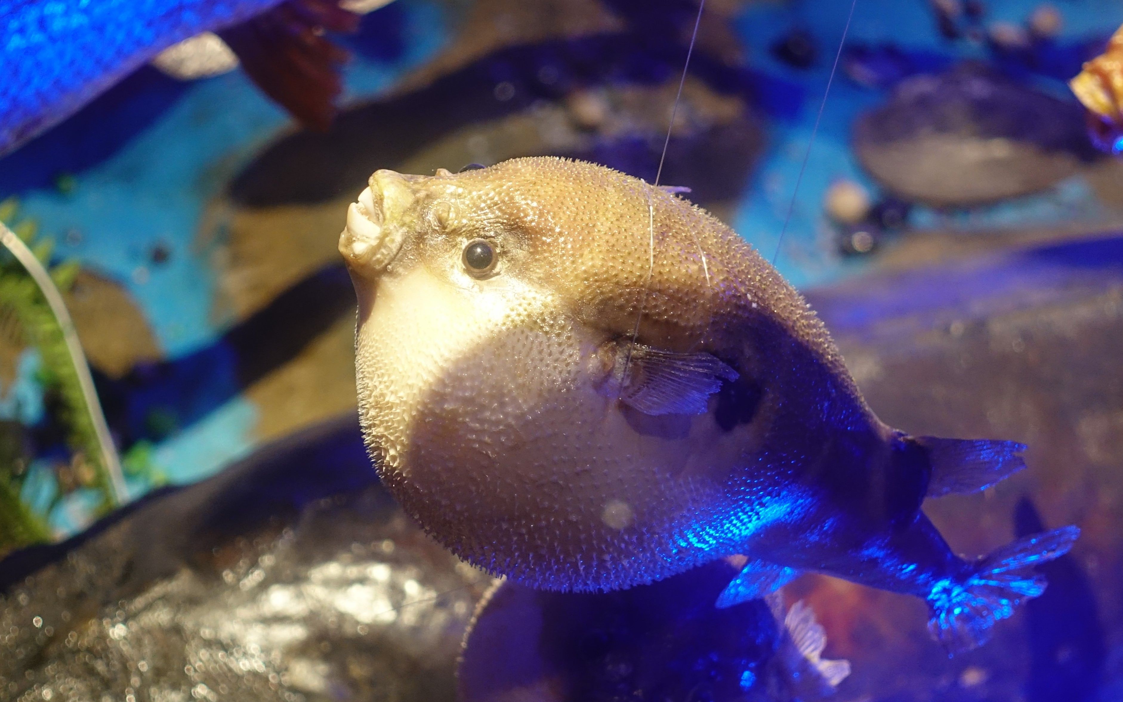 【day 1】今天的我 是一只东北喵