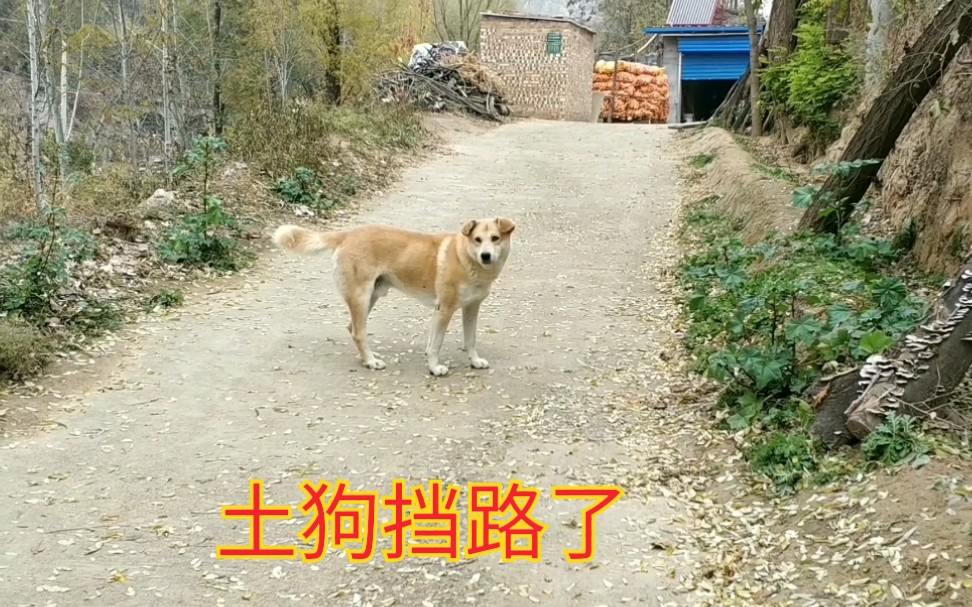 [图]农村最美中华田园犬